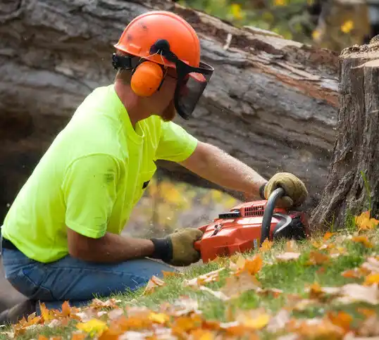 tree services Ship Bottom